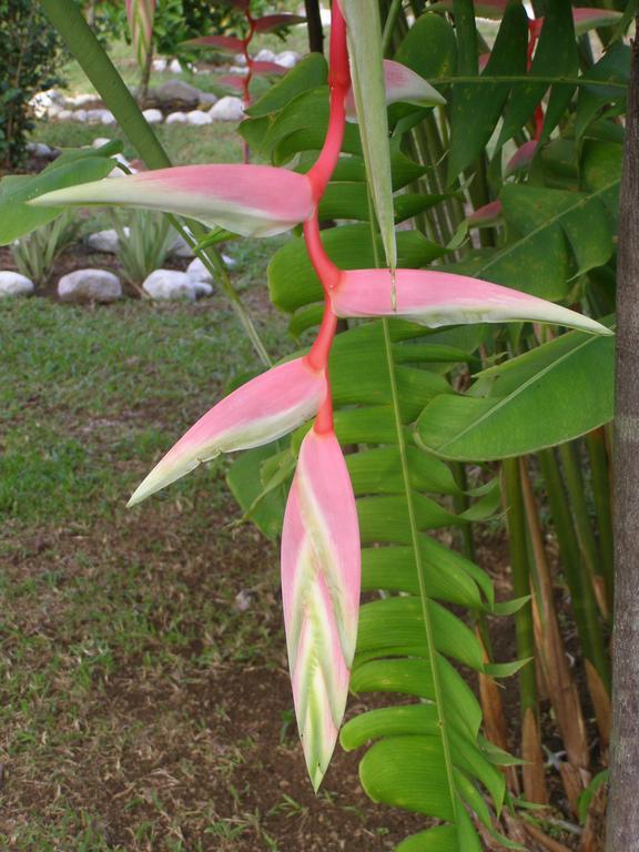 Finca Kobo Palo Seco 外观 照片